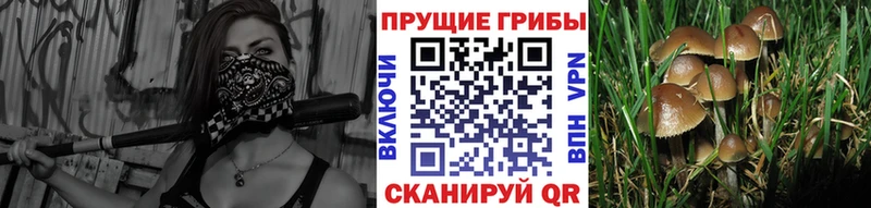 Галлюциногенные грибы Magic Shrooms  Михайловка 